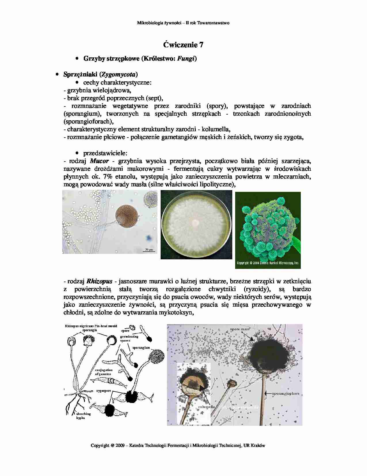 mikrobiologia, Ćwiczenie 07 - strona 1