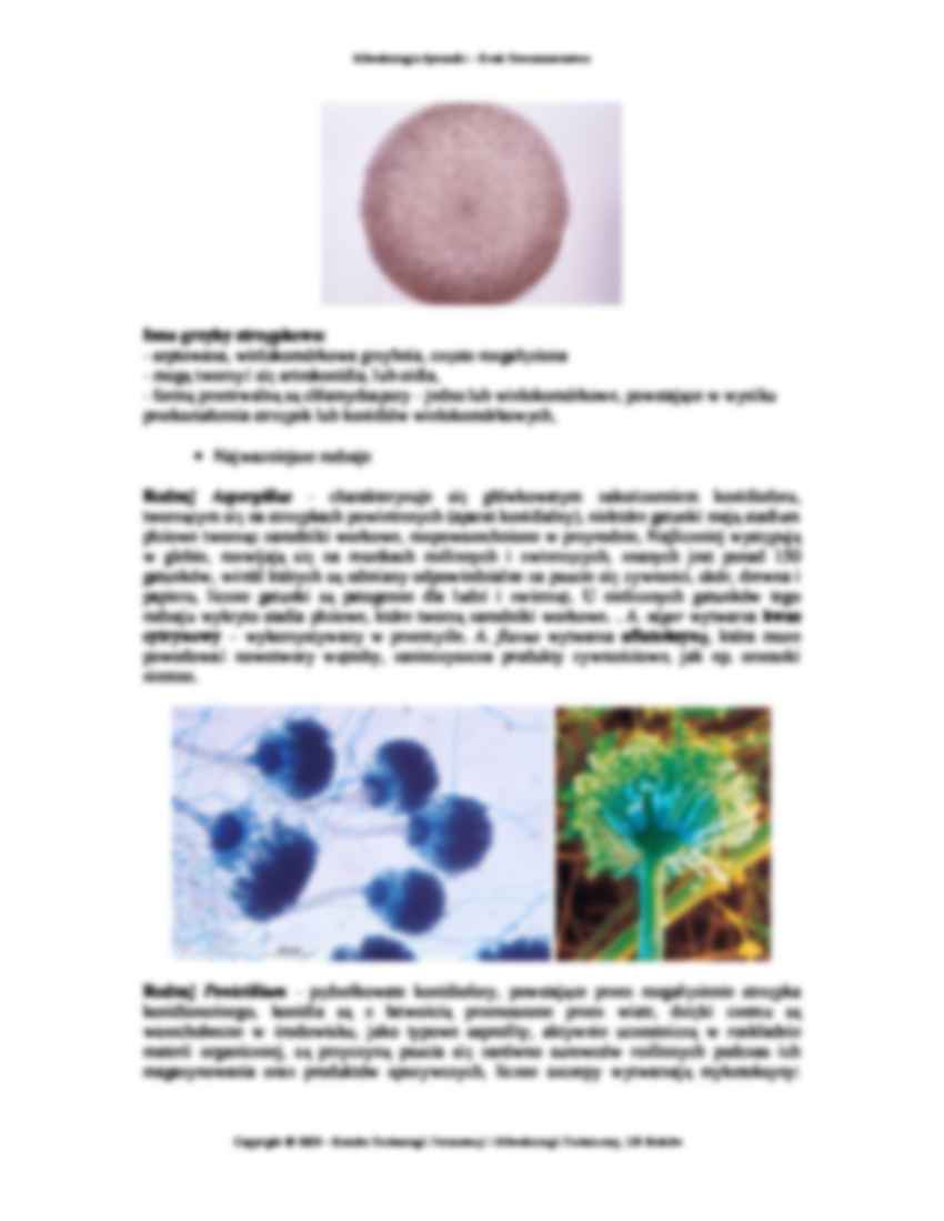 mikrobiologia, Ćwiczenie 07 - strona 2