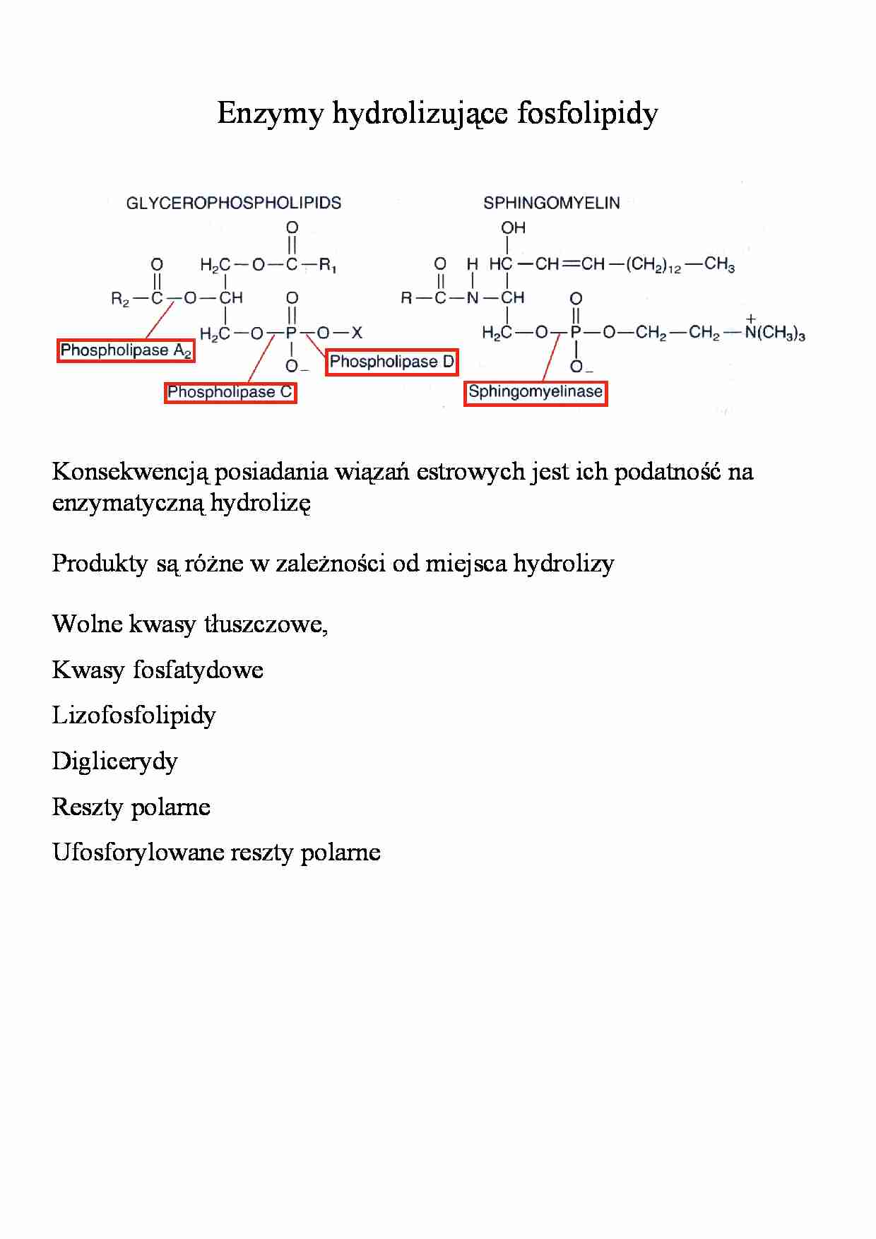 Hydroliza w biotechnologii - strona 1