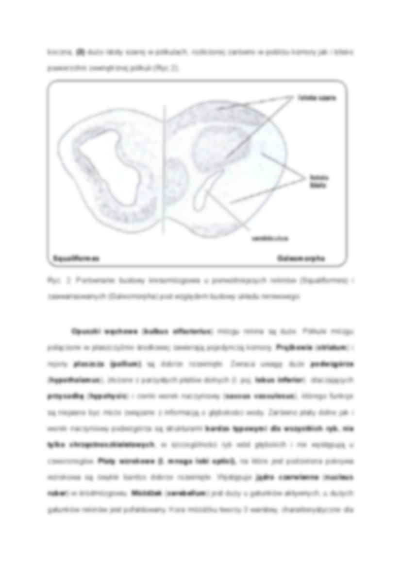 Układ nerwowy kręgowców - strona 3