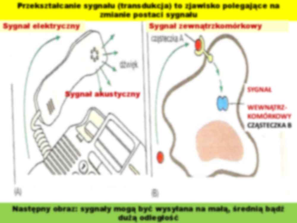 Sygnalizacja miedzykomórkowa - biologia komórki - strona 3