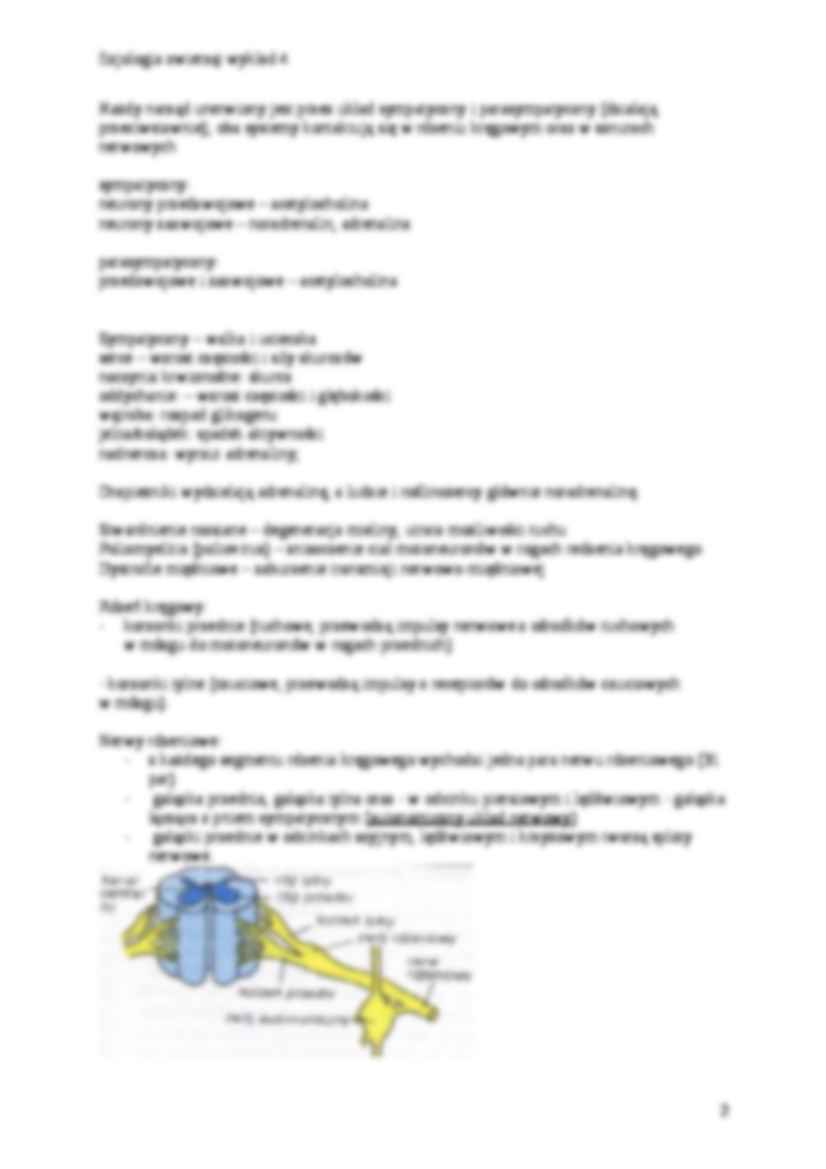 Autonomiczny i ośrodkowy układ nerwowy - strona 2
