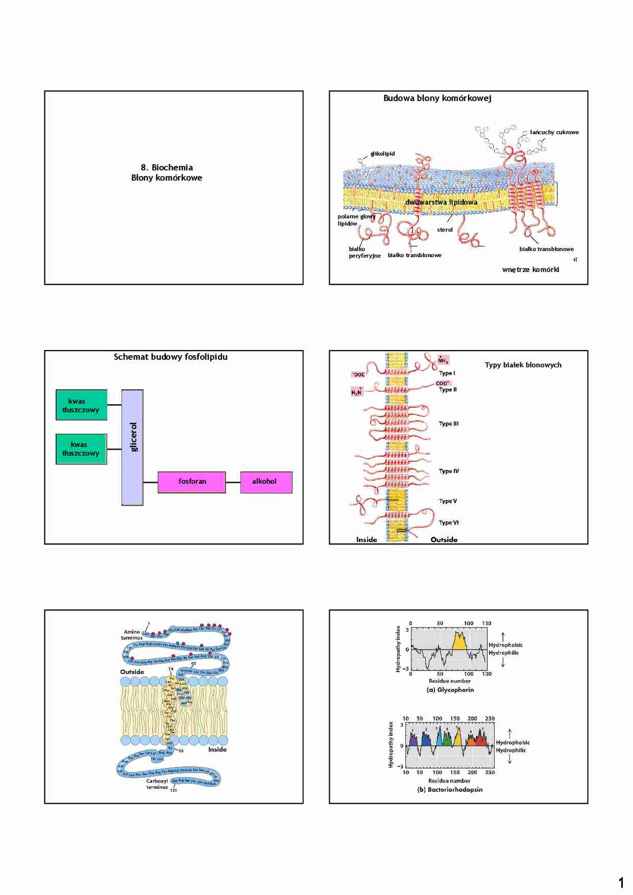 Biochemia - błony komórkowe - strona 1