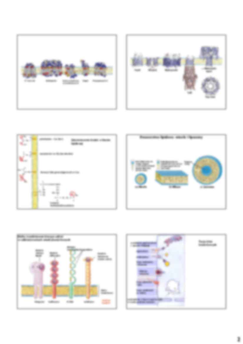Biochemia - błony komórkowe - strona 2