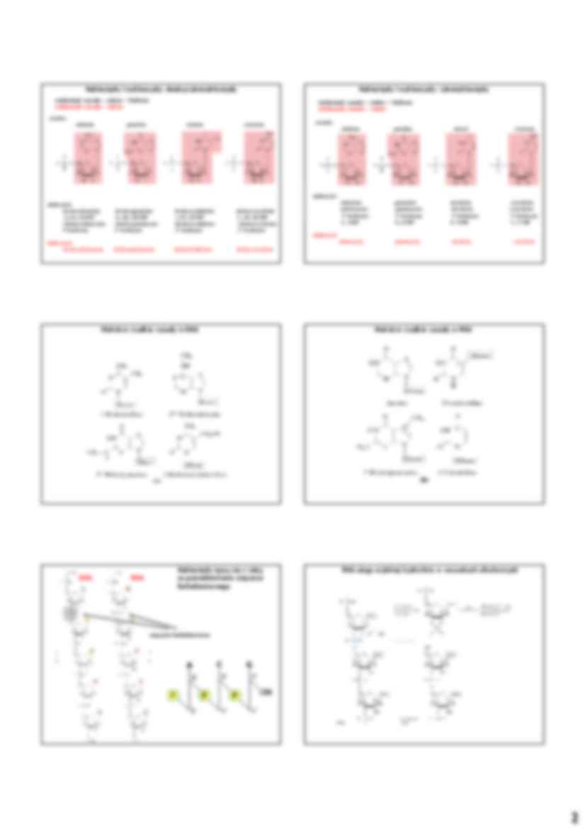 Nukleotydy i kwasy nukleinowe - strona 2