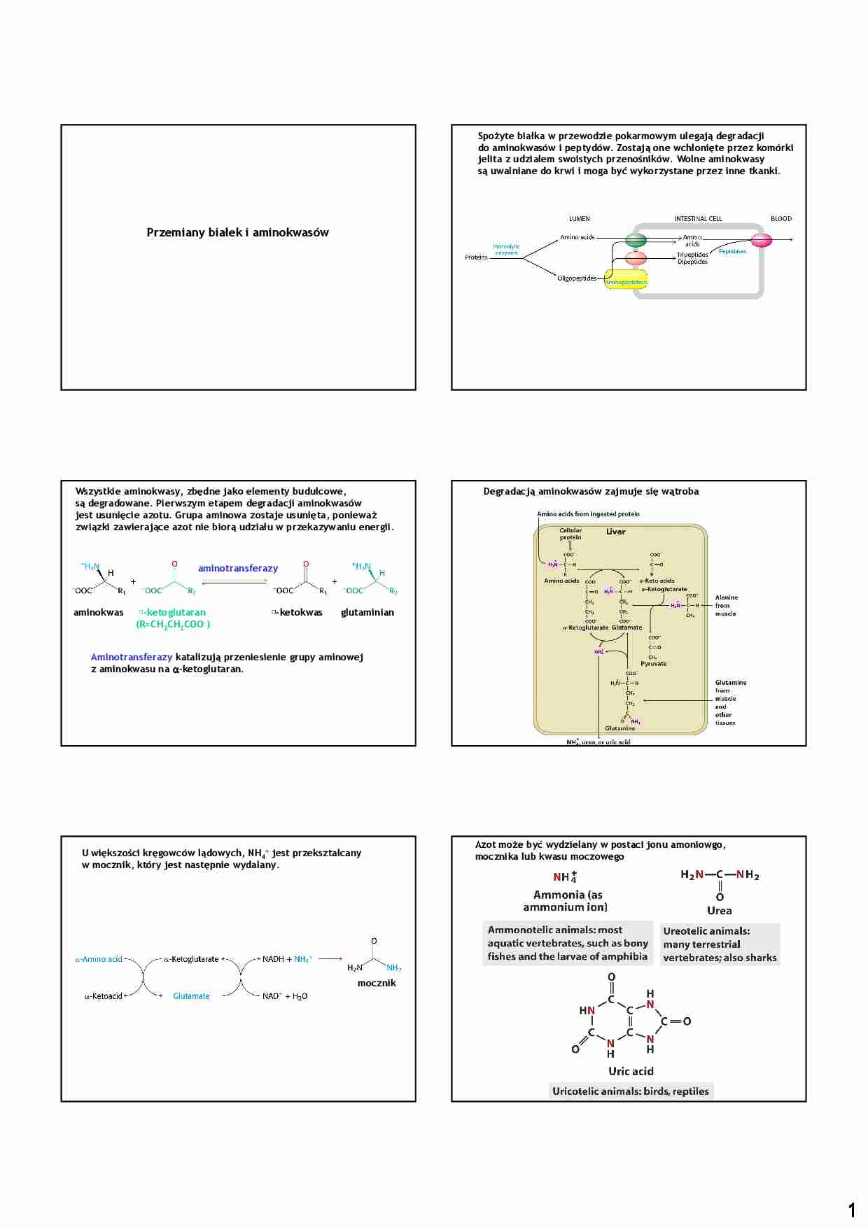 Przemiany białek i aminokwasów - strona 1