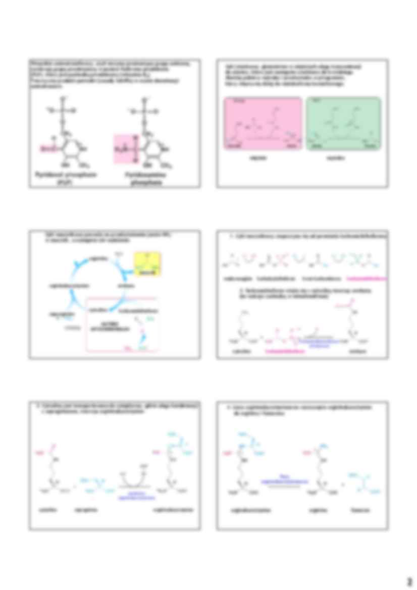 Przemiany białek i aminokwasów - strona 2
