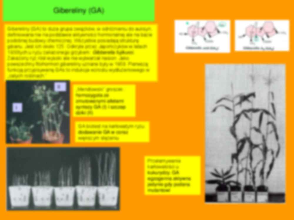 Wykład  5 - fizjologia rozwoju roślin - strona 2