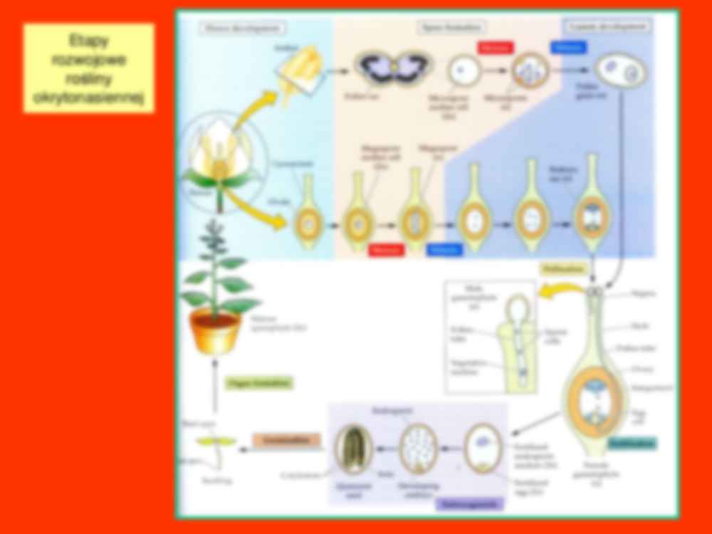 Wykład 13 - fizjologia rozwoju roślin - strona 3