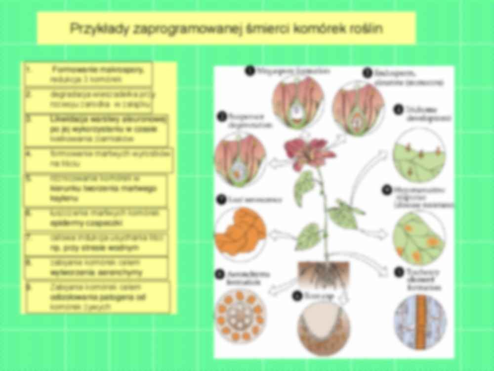 Wykład 14 - fizjologia rozwoju roślin - strona 2