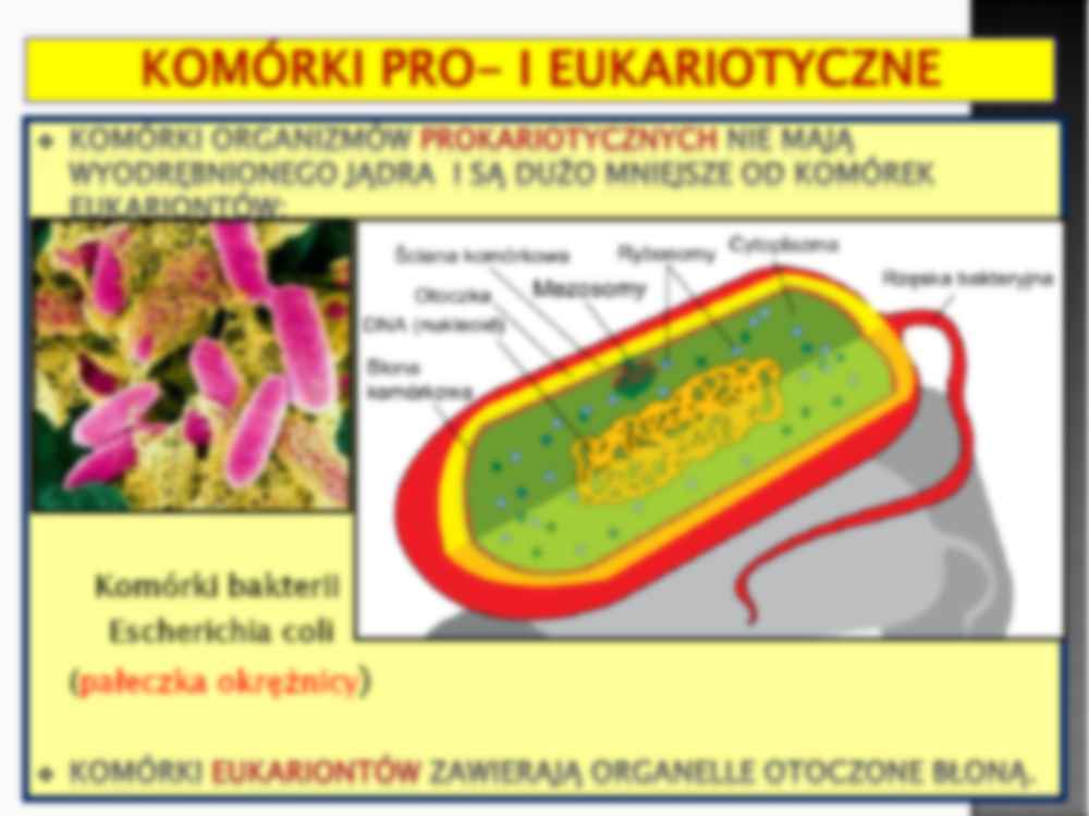 Komórka eukariotyczna - genetyka - strona 3