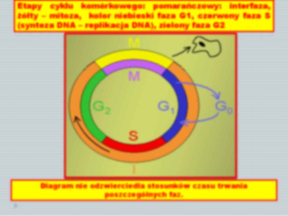 Regulacja cyklu komórkowego i transkrypcja - strona 3