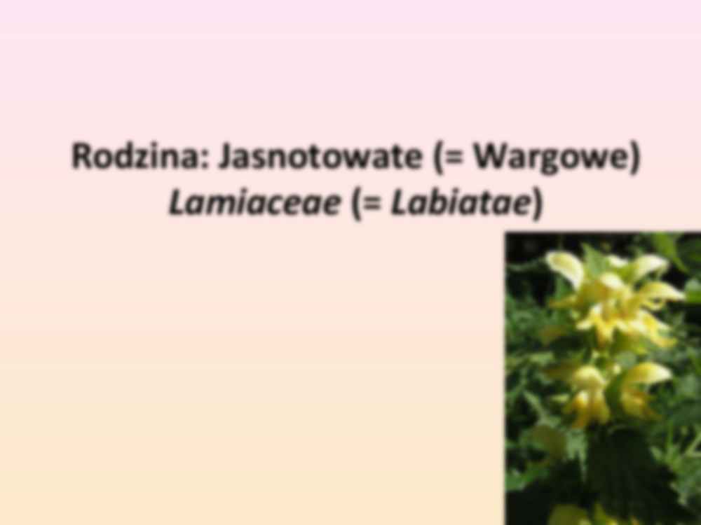 Przewodnik do rozpoznawania roślin użytkowych i trujących - rodzina Jasnotowate - strona 3