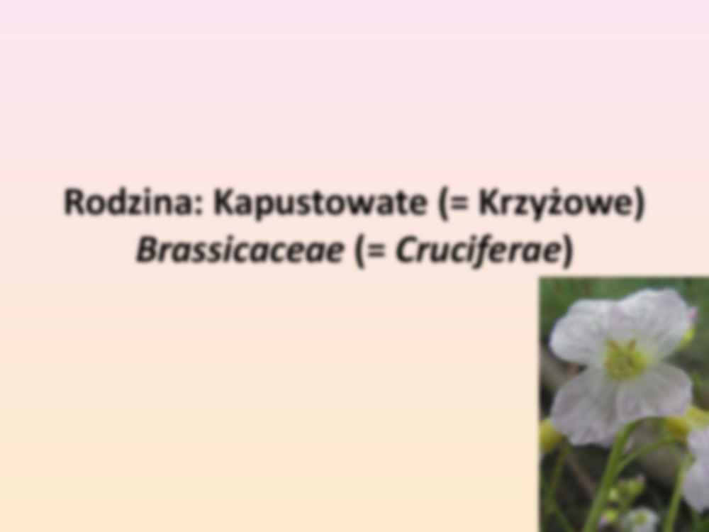 Przewodnik do rozpoznawania roślin użytkowych i trujących - rodzina Kapustowate - strona 3
