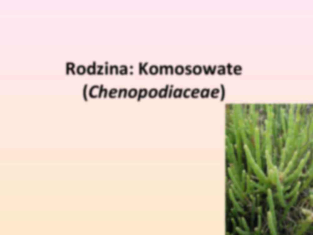 Przewodnik do rozpoznawania roślin użytkowych i trujących - rodzina Komosowate - strona 3
