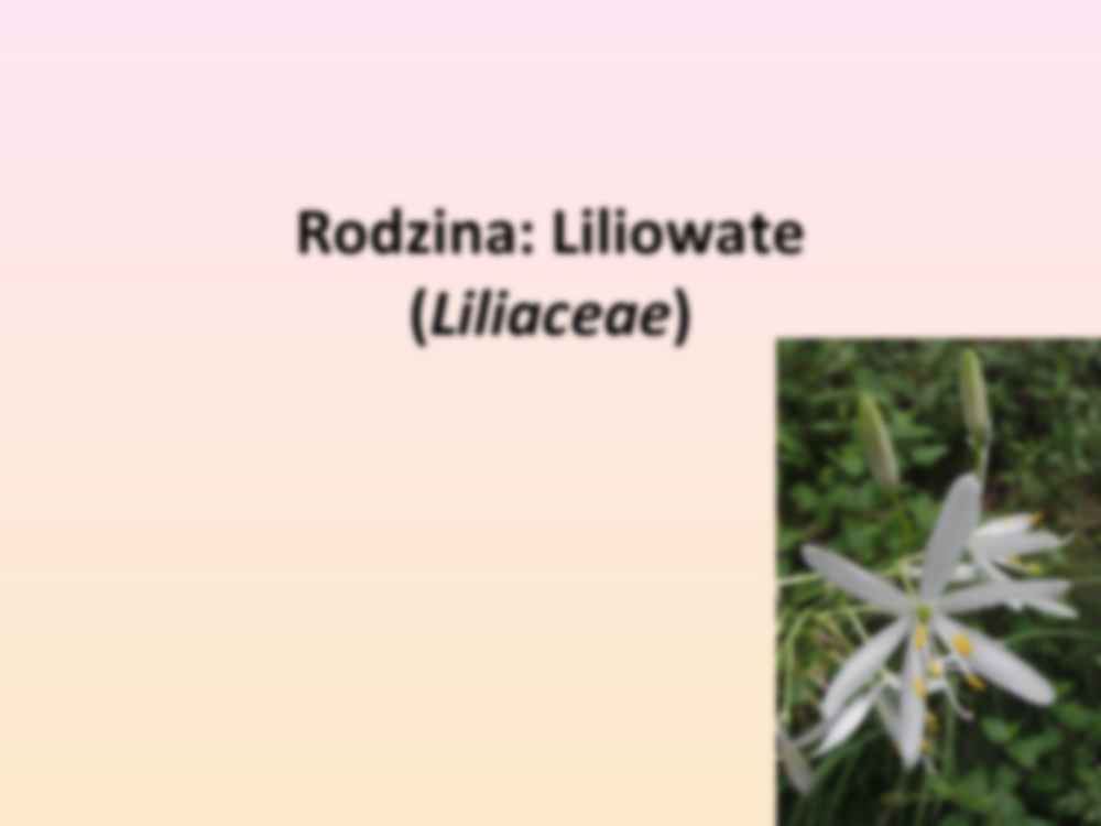 Przewodnik do rozpoznawania roślin użytkowych i trujących - rodzina Liliowate - strona 3