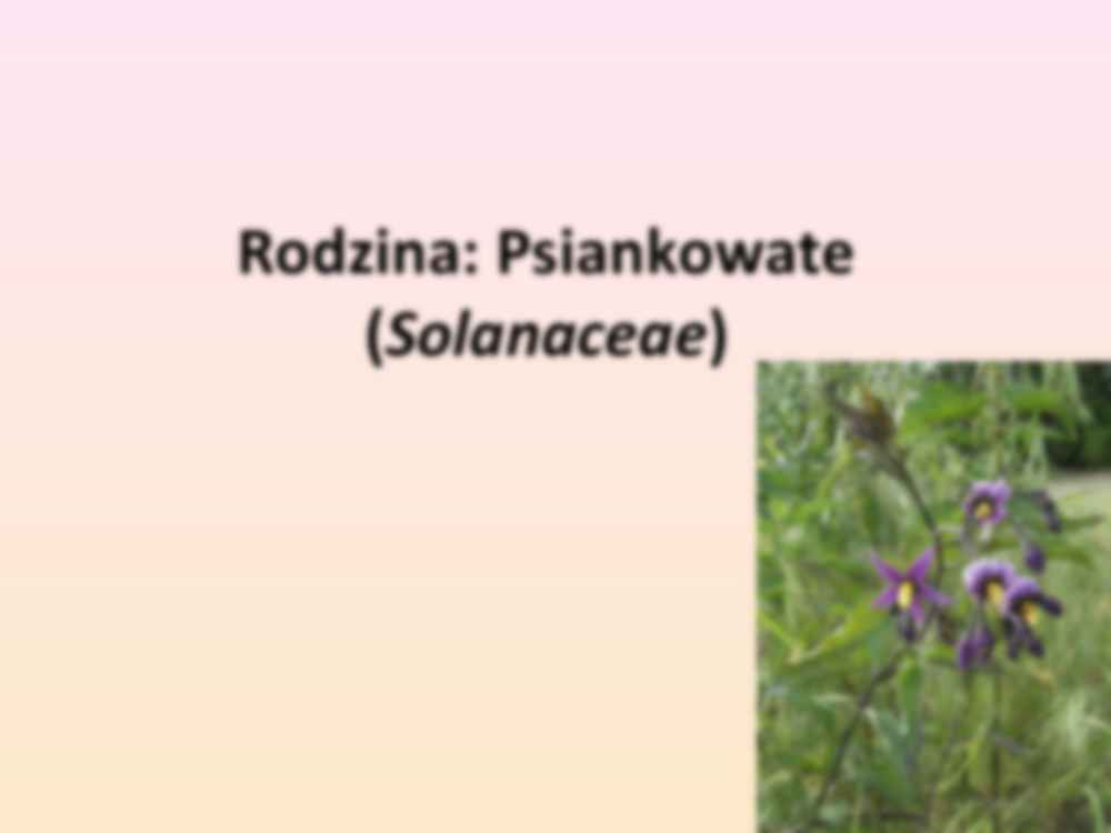 Przewodnik do rozpoznawania roślin użytkowych i trujących - rodzina Psiankowate - strona 3