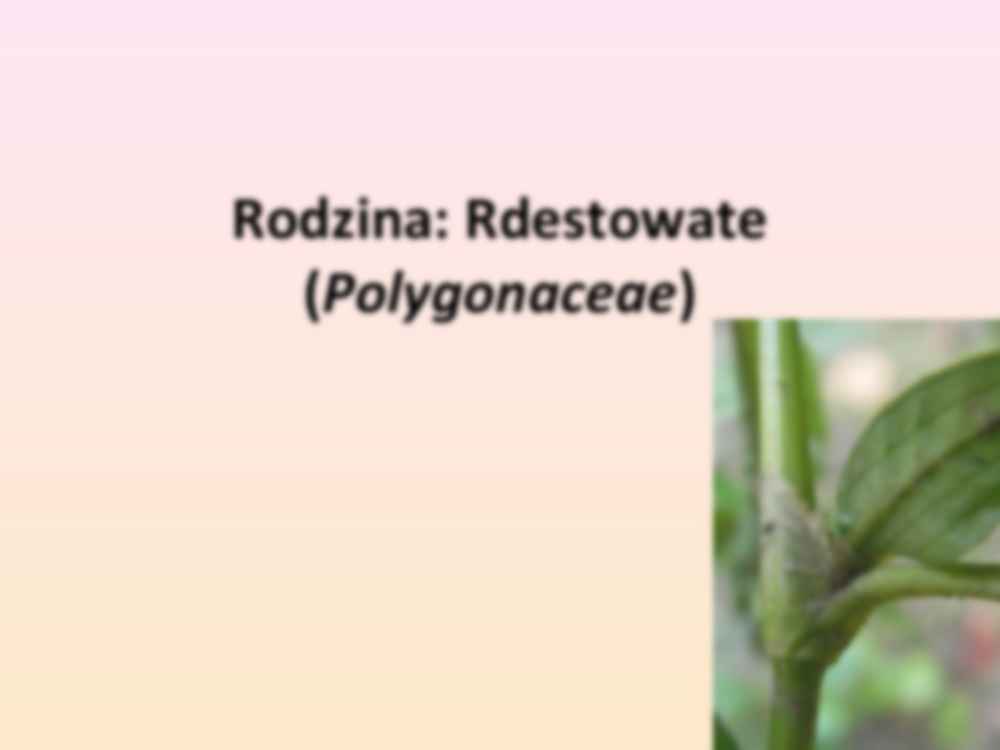 Przewodnik do rozpoznawania roślin użytkowych i trujących - rodzina Rdestowate - strona 3