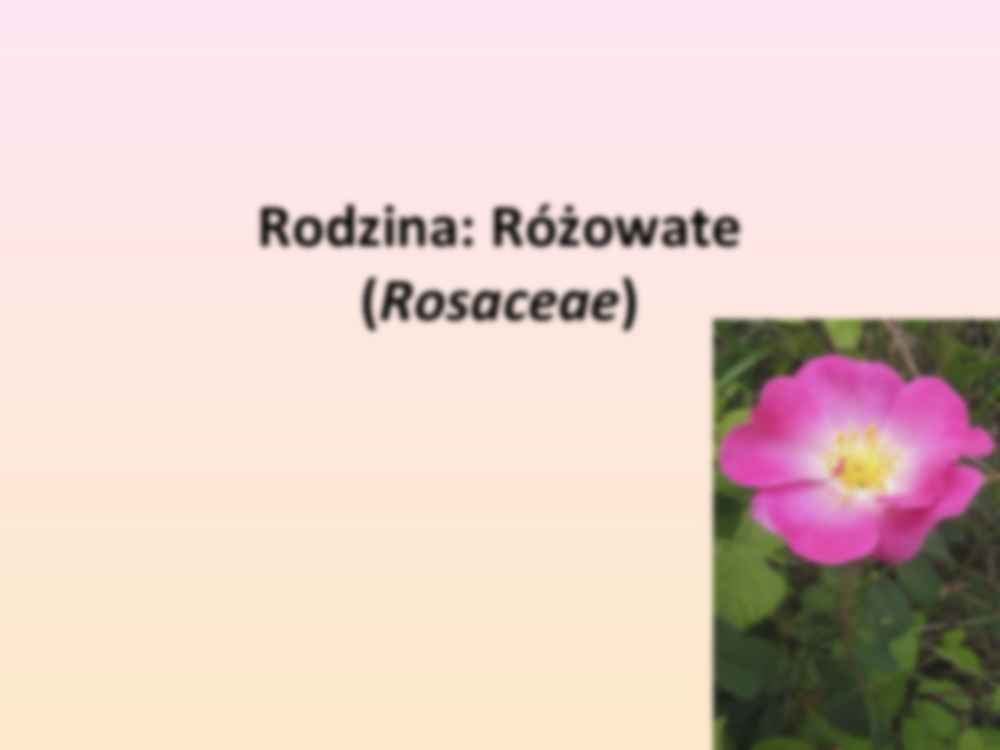 Przewodnik do rozpoznawania roślin użytkowych i trujących - Rodzina Różowate - strona 3
