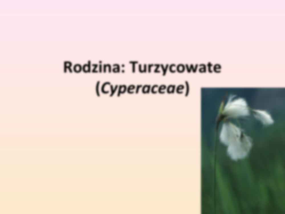 Przewodnik do rozpoznawania roślin użytkowych i trujących - rodzina Turzycowate - strona 3