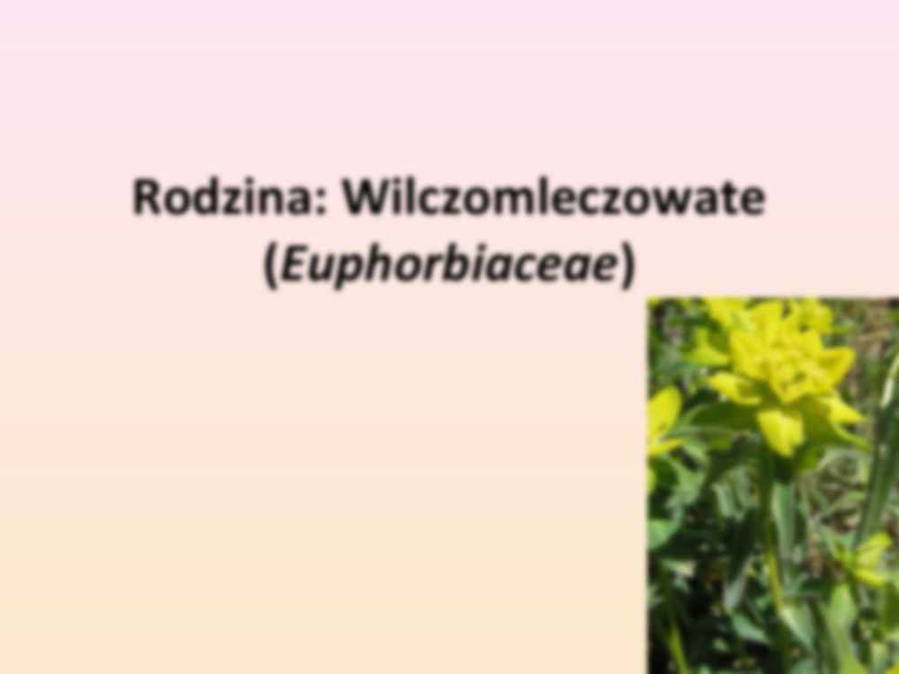Przewodnik do rozpoznawania roślin użytkowych i trujących - rodzina Wilczomleczowate - strona 3