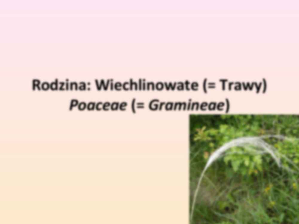 Przewodnik do rozpoznawania roślin użytkowych i trujących Wiechlinowate - strona 3