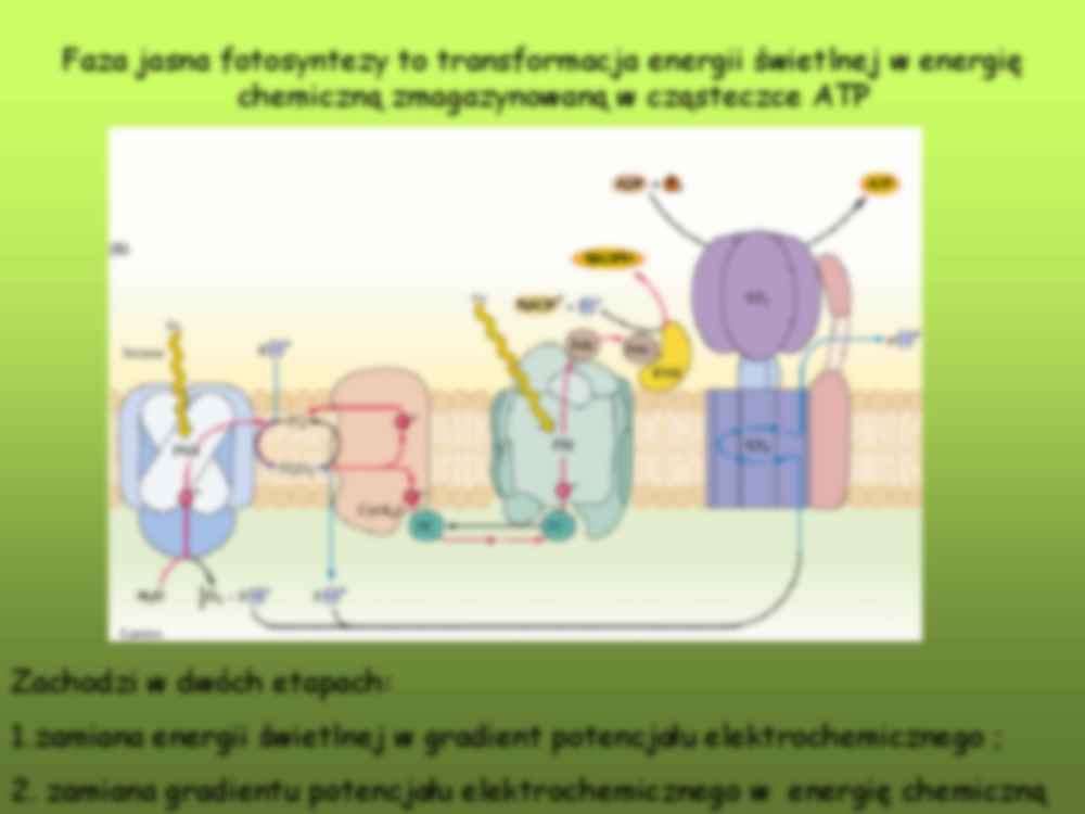 Faza jasna fotosyntezy - strona 2