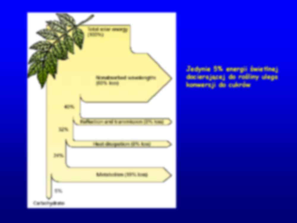Regulacja fotosyntezy - wpływ środowiska - strona 3