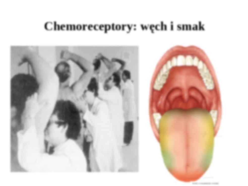 Chemoreceptory-rytmy biologiczne - węch, smak, rytmy biologiczne, sen - strona 2