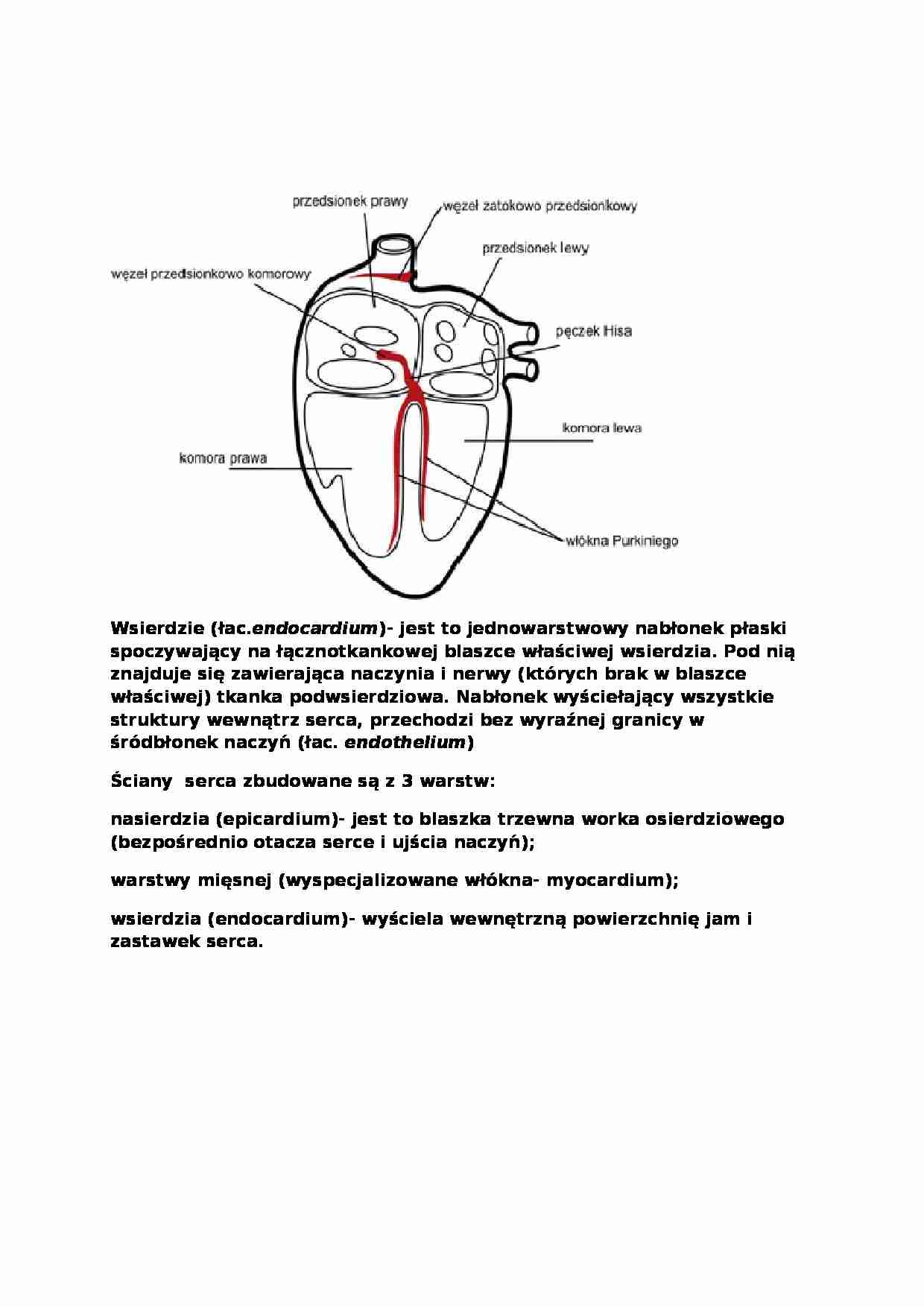 Anatomia człowieka - Wykład 8 - strona 1