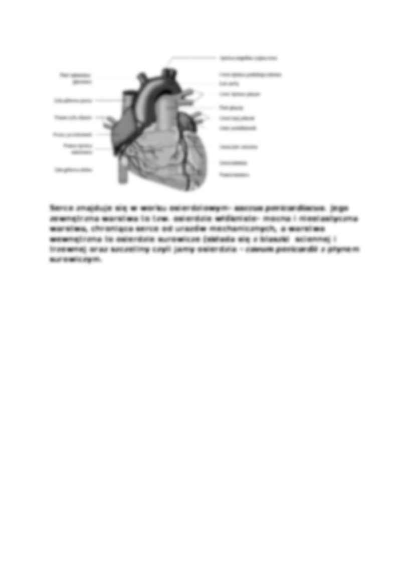 Anatomia człowieka - Wykład 8 - strona 2
