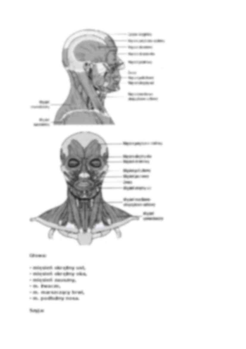 Anatomia człowieka - Wykład 9 - strona 2