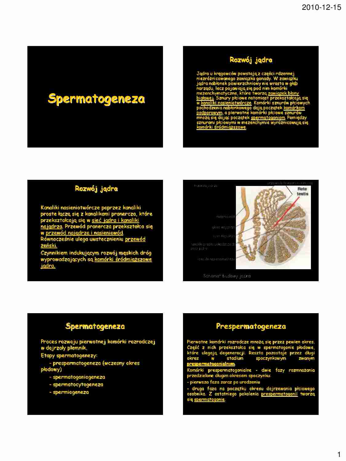 Spermatogeneza - strona 1