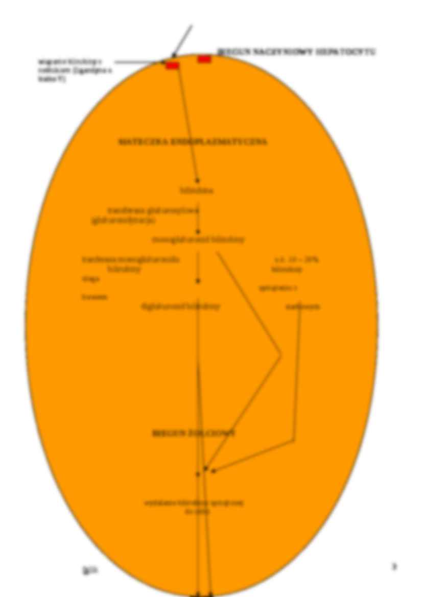 Żółtaczka w patofizjologii - strona 3