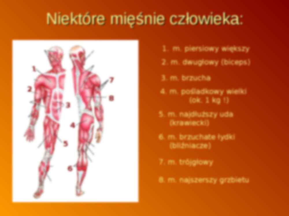 Budowa i praca mięśni - strona 3