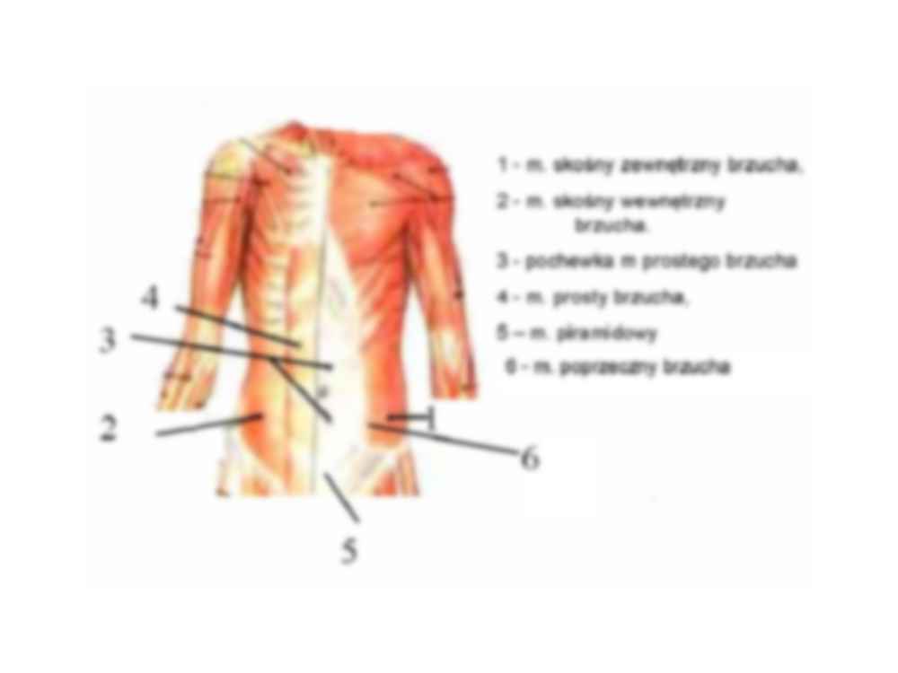 Mięśnie brzucha-anatomia - strona 2