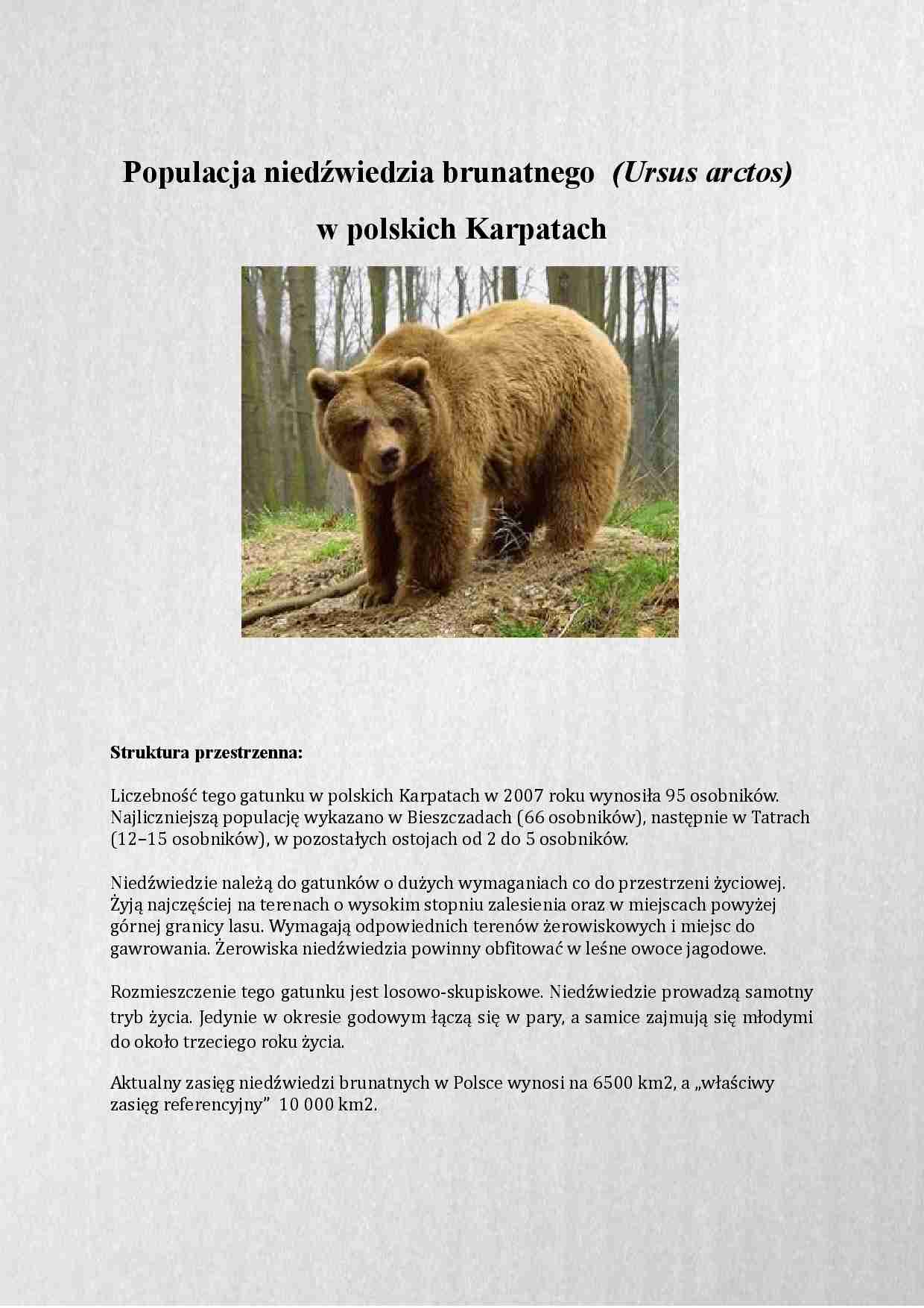 Populacja niedźwiedzia brunatnego w Karpatach - strona 1