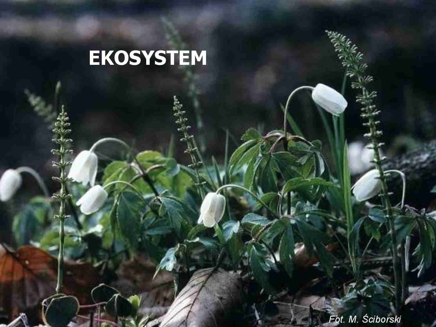 Ekosystem i biocenoza  - strona 1