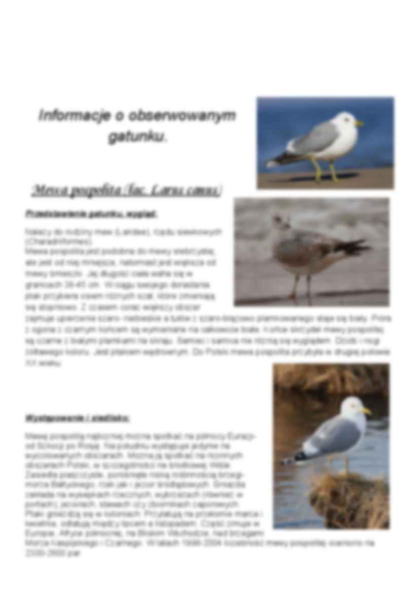 Ekologia -mewa pospolita - strona 3