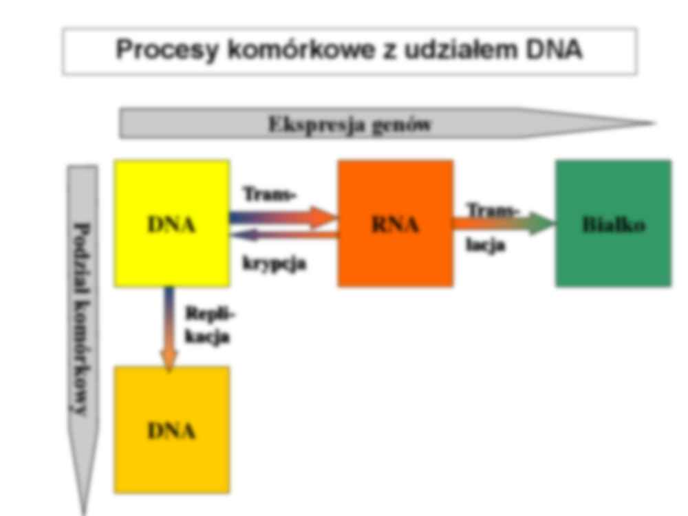 Cykl komórkowy -  Ekspresja genów - strona 2