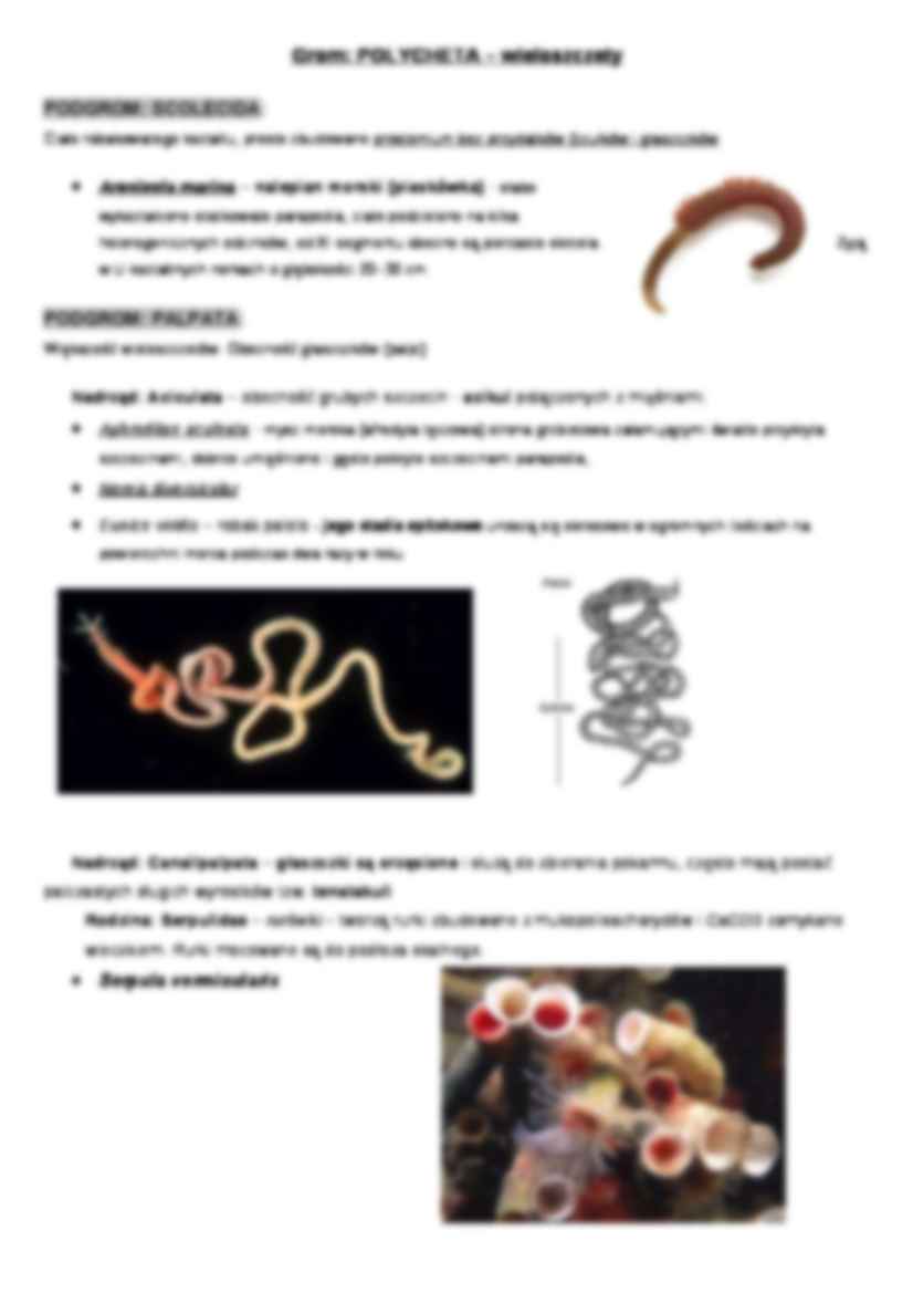 Zoologia systematyczna-wtórnojamowce 2 - strona 2