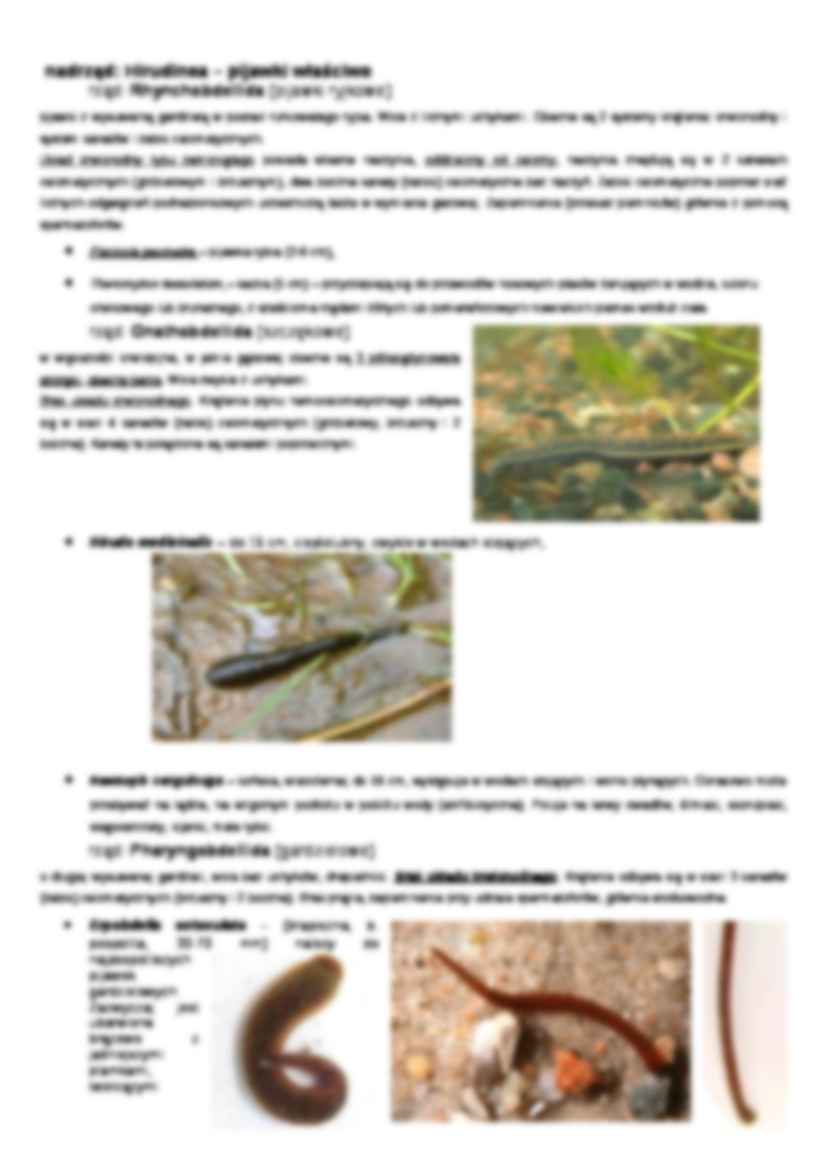 Zoologia systematyczna-wtórnojamowce 2 - strona 3