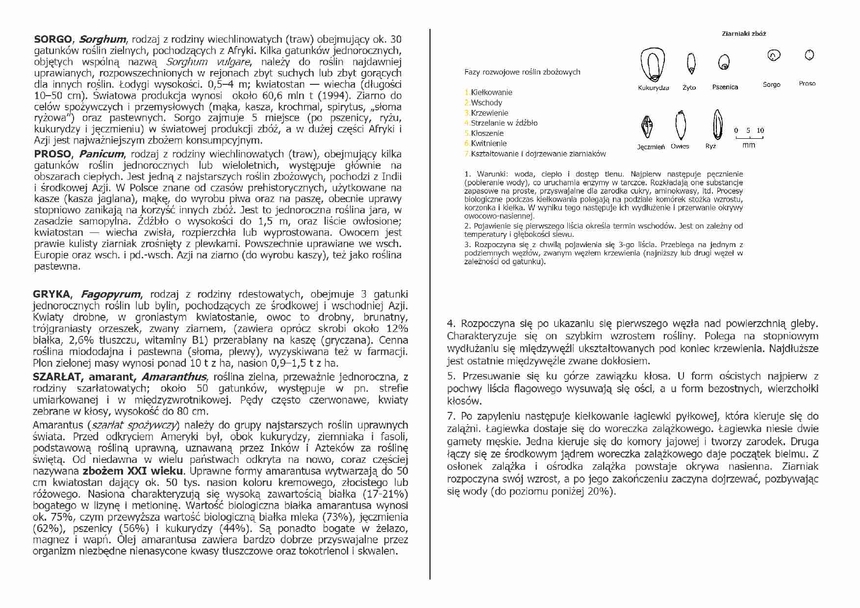 Zboża - podział i opis - strona 1