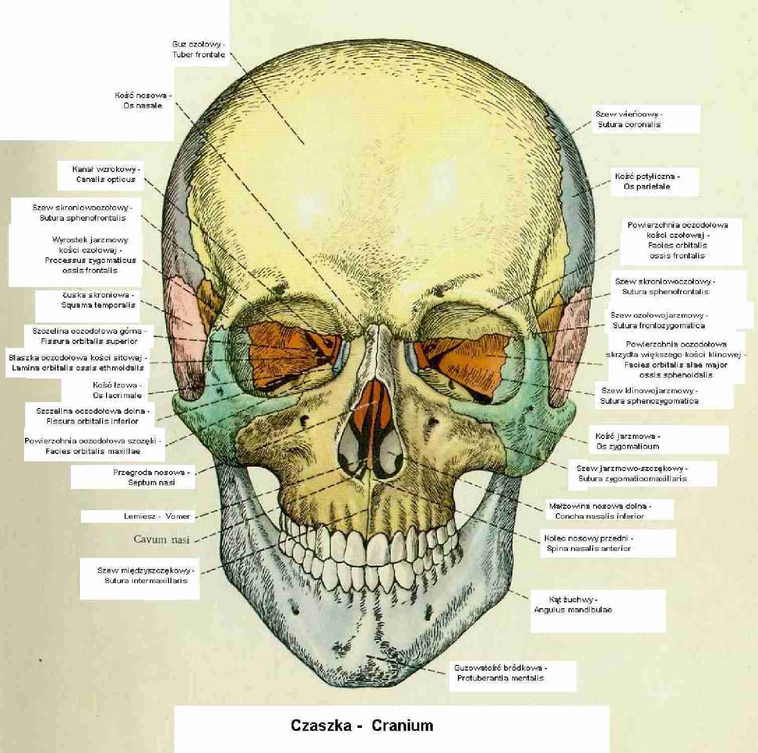 czaszka- anatomia - wykład - strona 1
