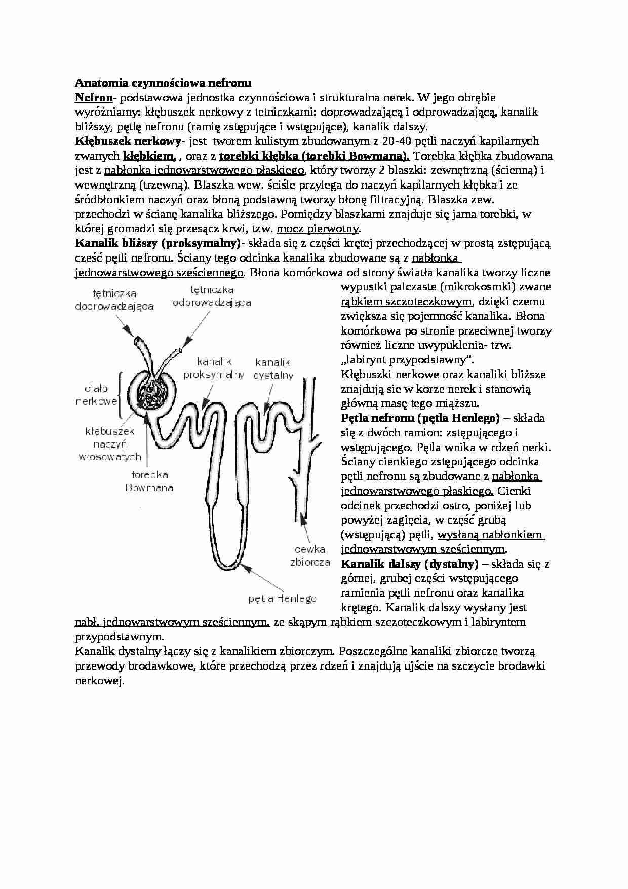 Anatomia czynnościowa nefronu - omówienie - strona 1