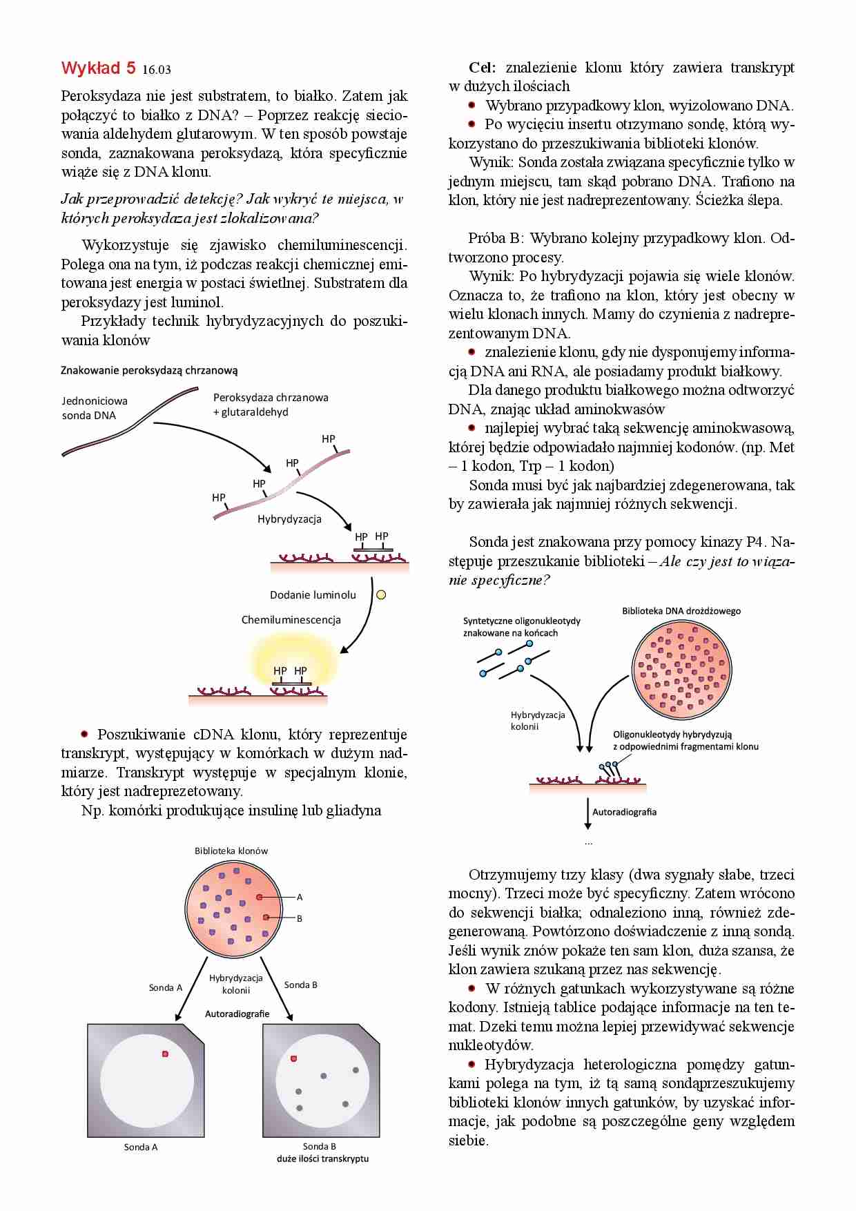 Inżynieria genetyczna- wykład 5 - strona 1