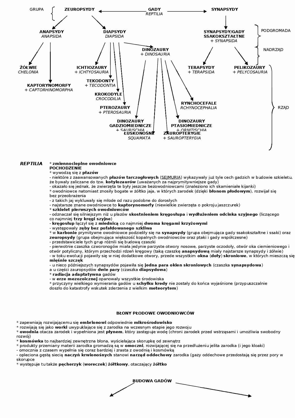 Podział systematów gadów - schemat - strona 1