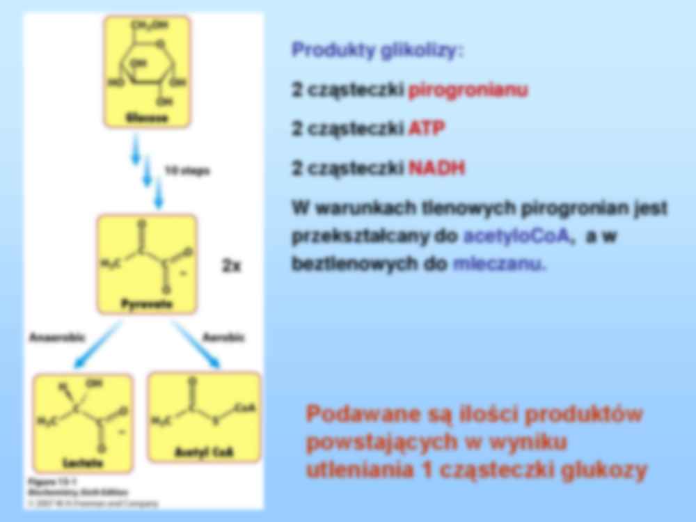 Podsumowanie glikolizy, cyklu Krebsa i fosforylacji oksydacyjnej-opracowanie - strona 2