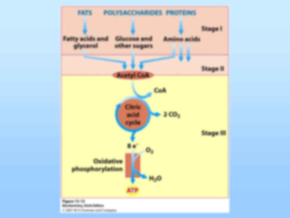 Podsumowanie glikolizy, cyklu Krebsa i fosforylacji oksydacyjnej-opracowanie - strona 3