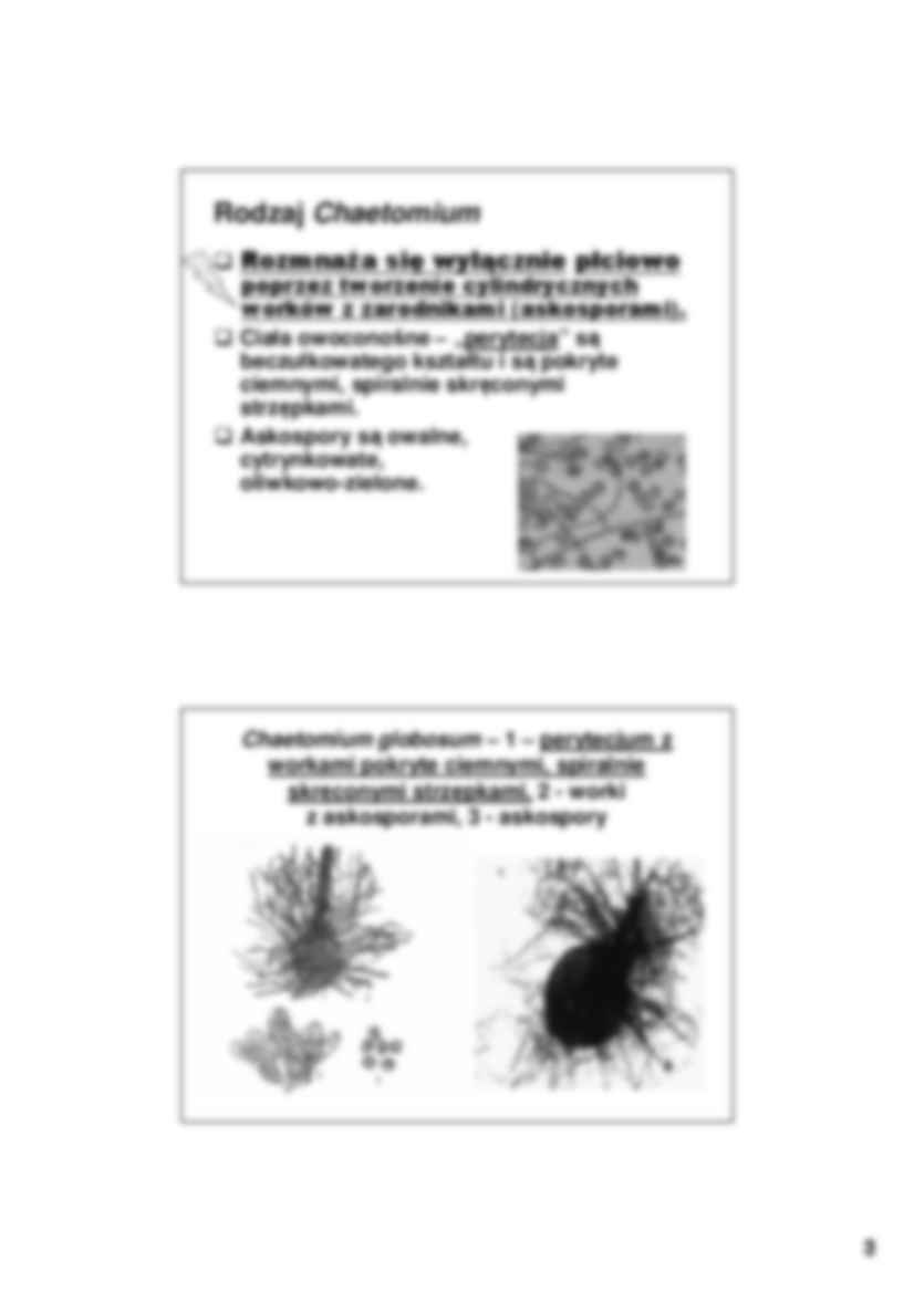 Mikrobiologia, grzyby strzępkowe- wykład 8 - strona 3
